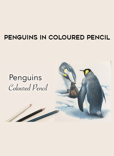 Penguins in Coloured Pencil digital download
